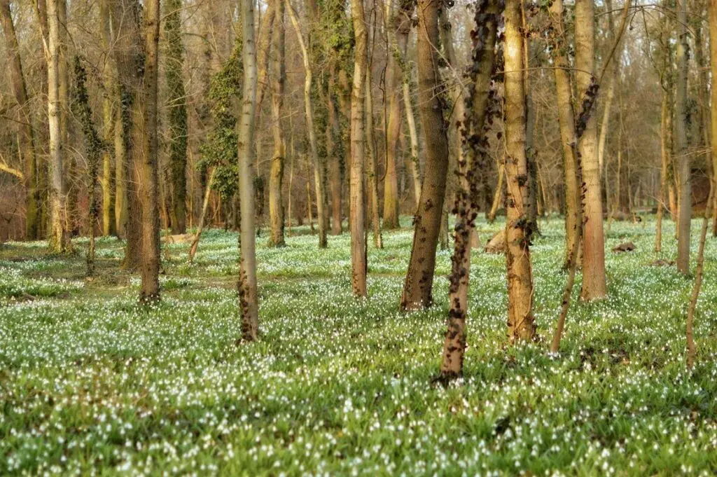 Ne maradj le az Alcsúti Arborétum Hóvirágünnepéről!