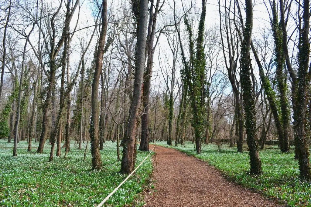 Ne maradj le az Alcsúti Arborétum Hóvirágünnepéről!