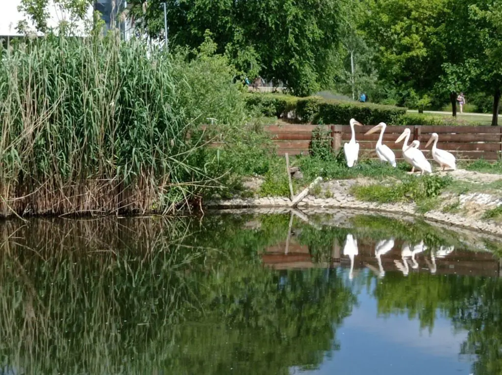 Tisza-tavi Ökocentrum látnivalók és hasznos tippek: Magyarország legnagyobb édesvízi akváriuma és élményparkja