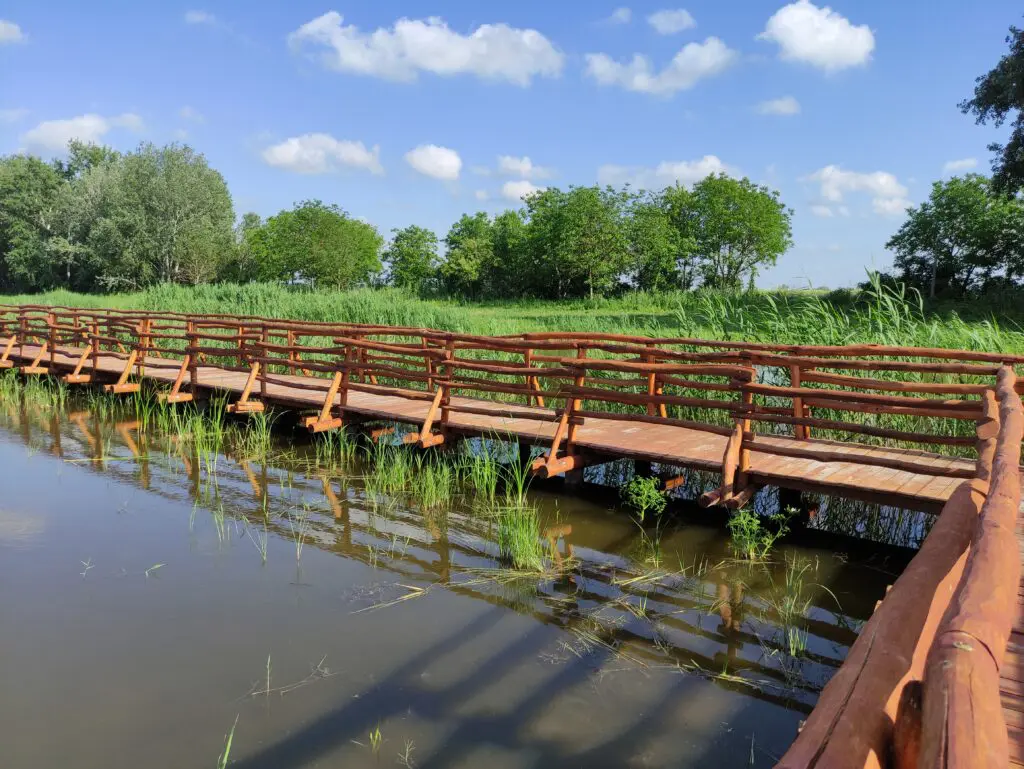 Különleges fapallós Tisza-parti séta – Nádirigó tanösvény Tiszakécskén