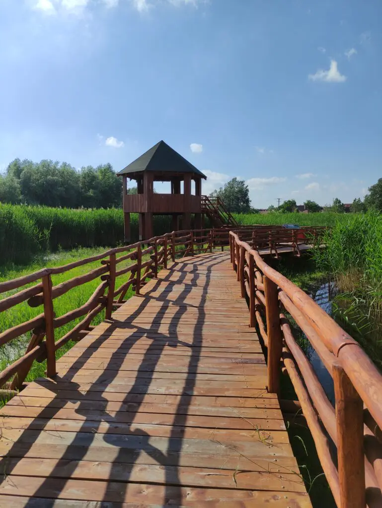 Különleges fapallós Tisza-parti séta – Nádirigó tanösvény Tiszakécskén