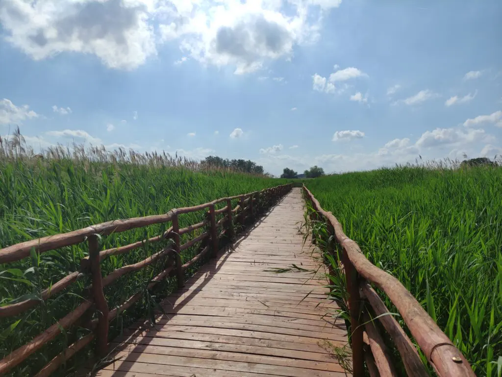 Különleges fapallós Tisza-parti séta – Nádirigó tanösvény Tiszakécskén
