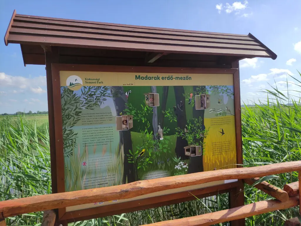 Különleges fapallós Tisza-parti séta – Nádirigó tanösvény Tiszakécskén