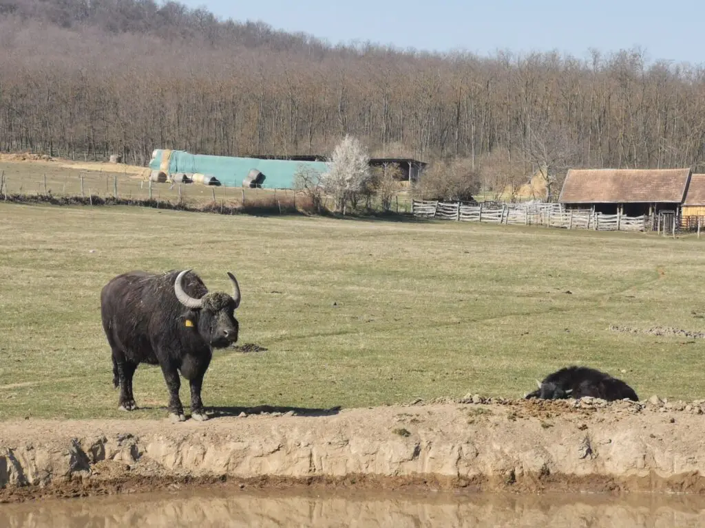 Balatoni Provence – A Balaton-felvidék titkos világa, amit látnod kell