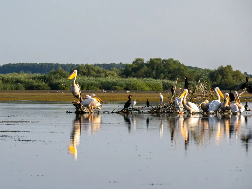 Ettől leesik az állad: Elképesztő látnivalók és vadregényes természet a Duna-delta vidékén!
