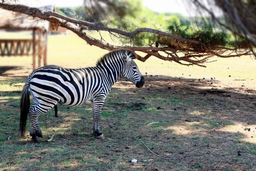 szafaripark