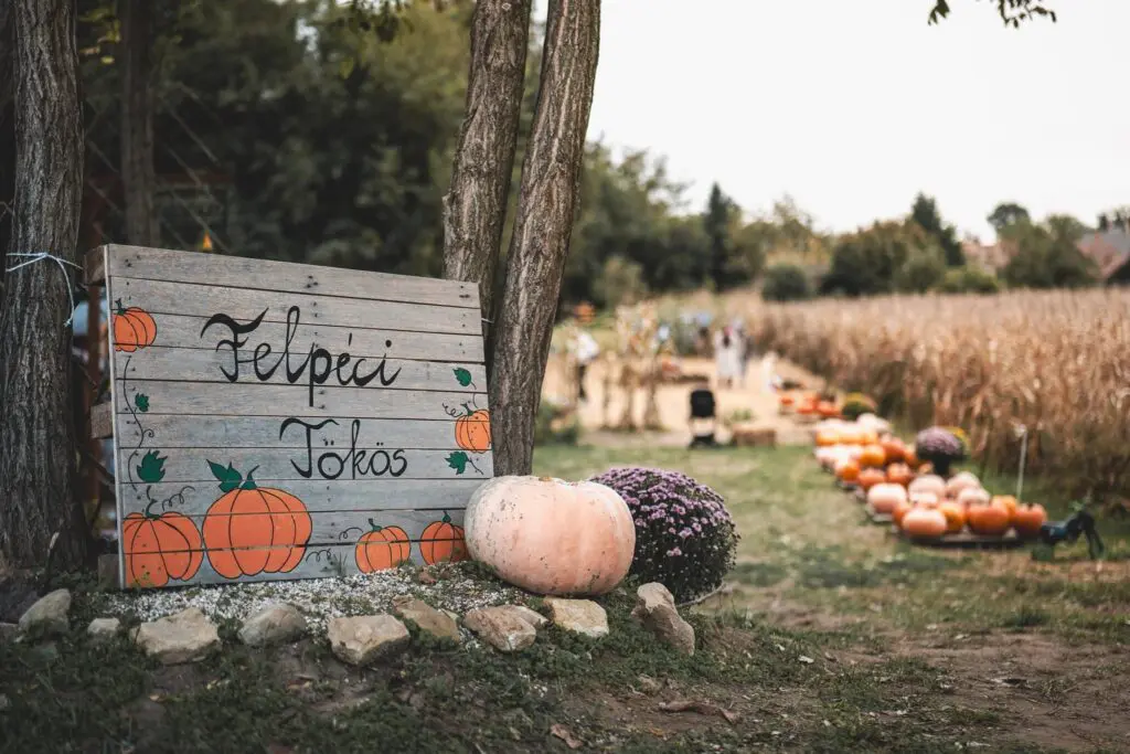 Felpéci Tök Farm