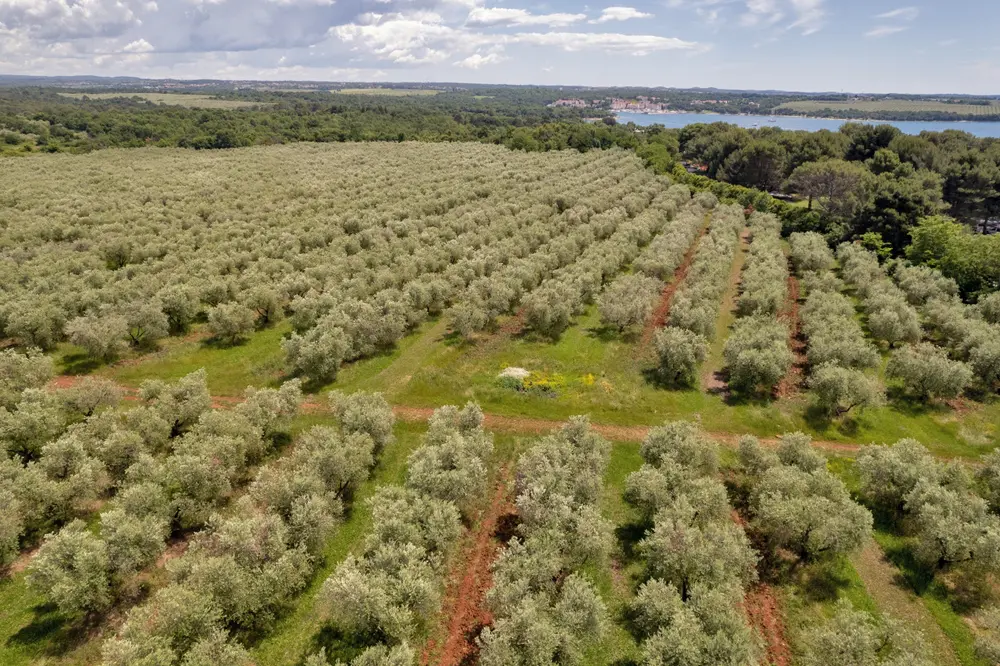 Mediterrán napsütés októberben: olívaszüret és olaszos életérzés Isztria lankáin