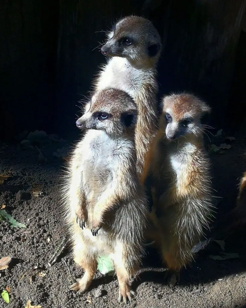  Törökmezői Kis-Állatpark