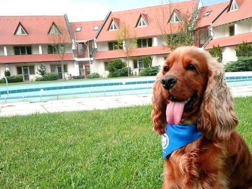 Abbázia Country Club – Fedezd fel az őrségi kutyabarát szálloda kincseit!