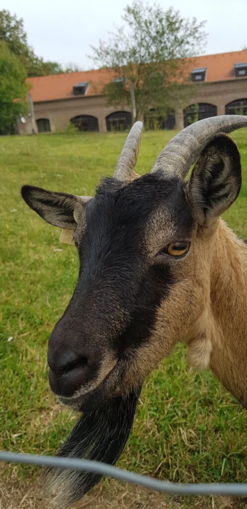 Bőszénfai szarvasfarm - az ország egyik legkülönlegesebb vadasparkja