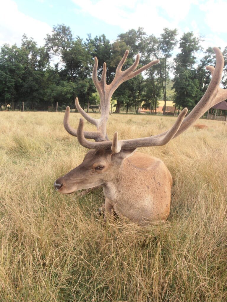 Bőszénfai szarvasfarm - az ország egyik legkülönlegesebb vadasparkja