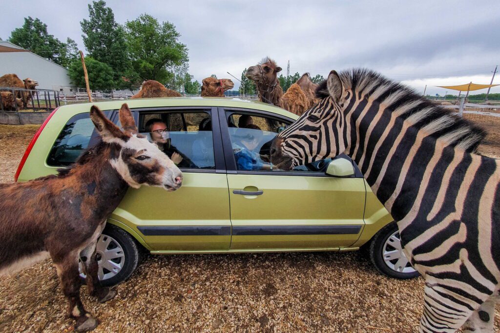 Bőszénfai szarvasfarm - az ország egyik legkülönlegesebb vadasparkja