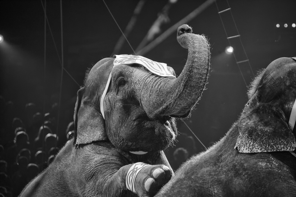 cirkuszok éjszakája elefántshow