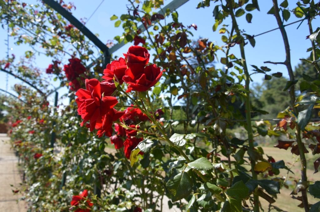 8000 tő rózsa nyílik Cziráky Margit rózsakertjében