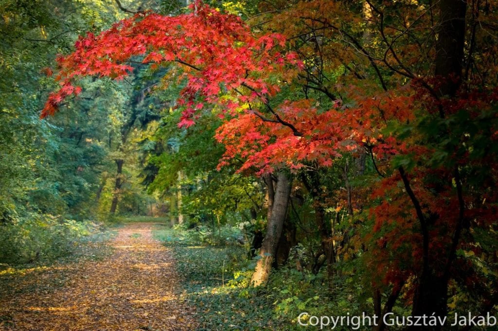 Gyönyörű őszi kirándulóhelyek Magyarországon, melyek ilyenkor a legszebbek