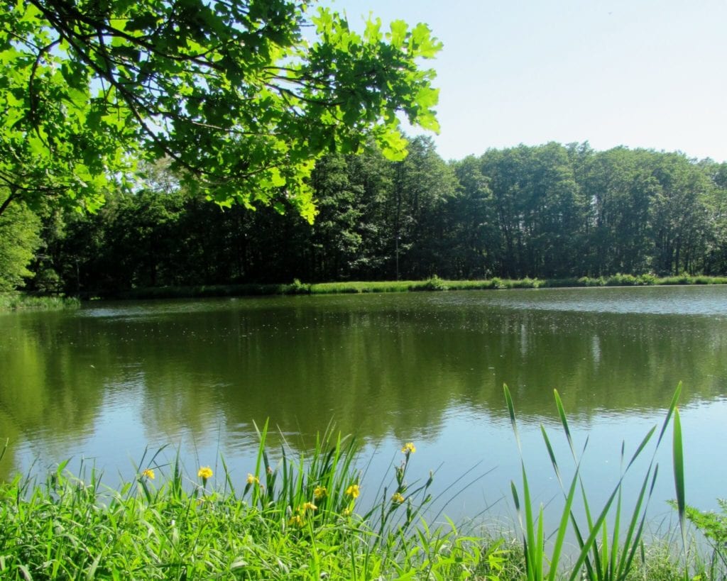 Meleg vizű tavak Magyarországon: 12 hely, ahol tiszta víz, parkos környezet és aktív pihenés vár