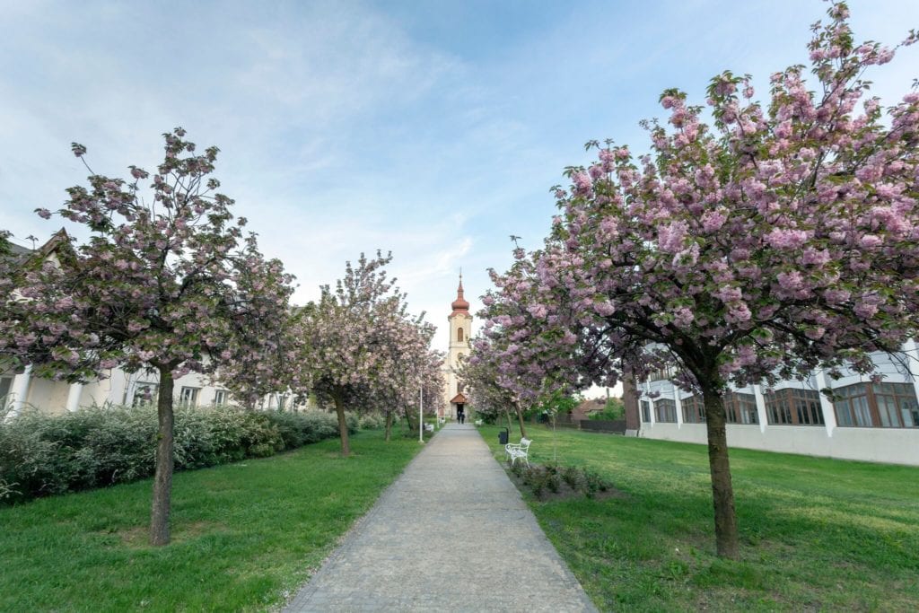 Lelki töltődés keleti hangulatban – Japánkertek és cseresznyefa-virágzás Magyarországon