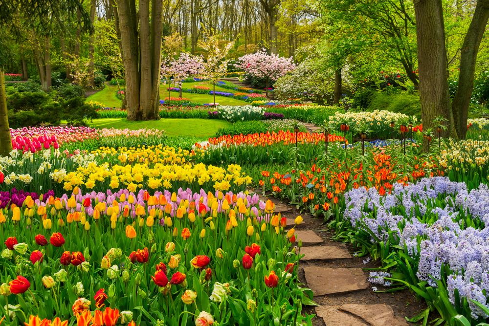 Virágos tavaszi élmények – Tulipán, rododendron, és vérszilvavirágzás