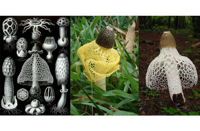 Élménydús természet, avagy ez az igazság az orgazmust kiváltó hawaii gombáról