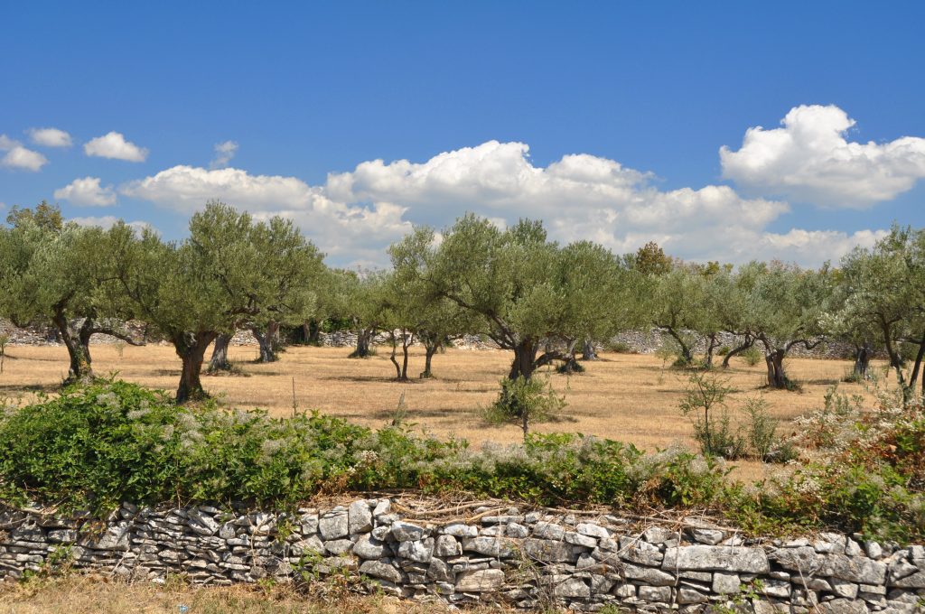 Napsütötte Isztria – Mámorító toszkán életérzés a világ legjobb olívaolaj-régiójában