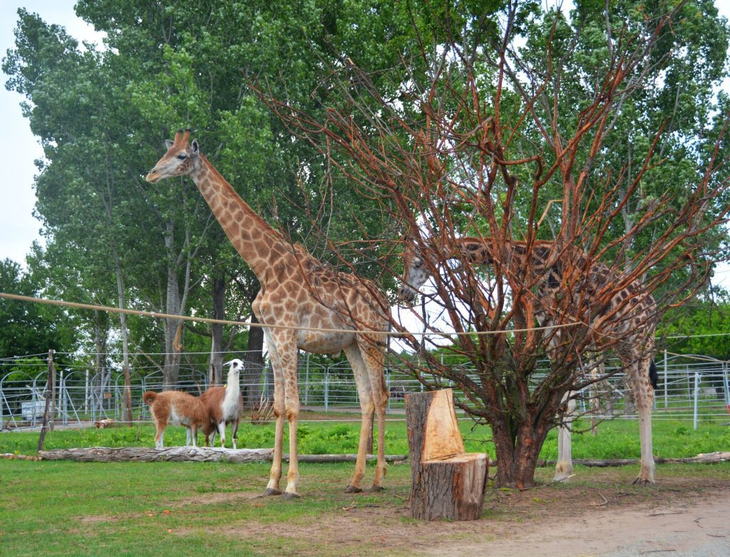 Költözik a szadai Safari Park! - Itt keresd áprilistól az állatokat!