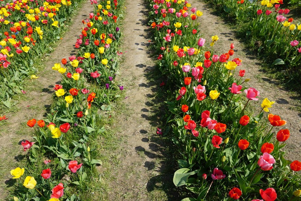 Aki a virágot szereti, rossz ember nem lehet – Kőröshegyi tulipánszüret 2022