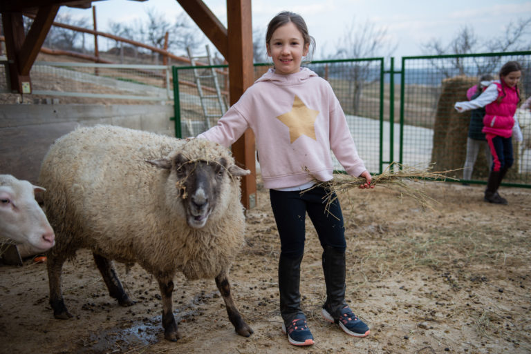 Alpakák és kisvasutak! - Nyári program gyerekekkel a kosdi Robirtok környékén