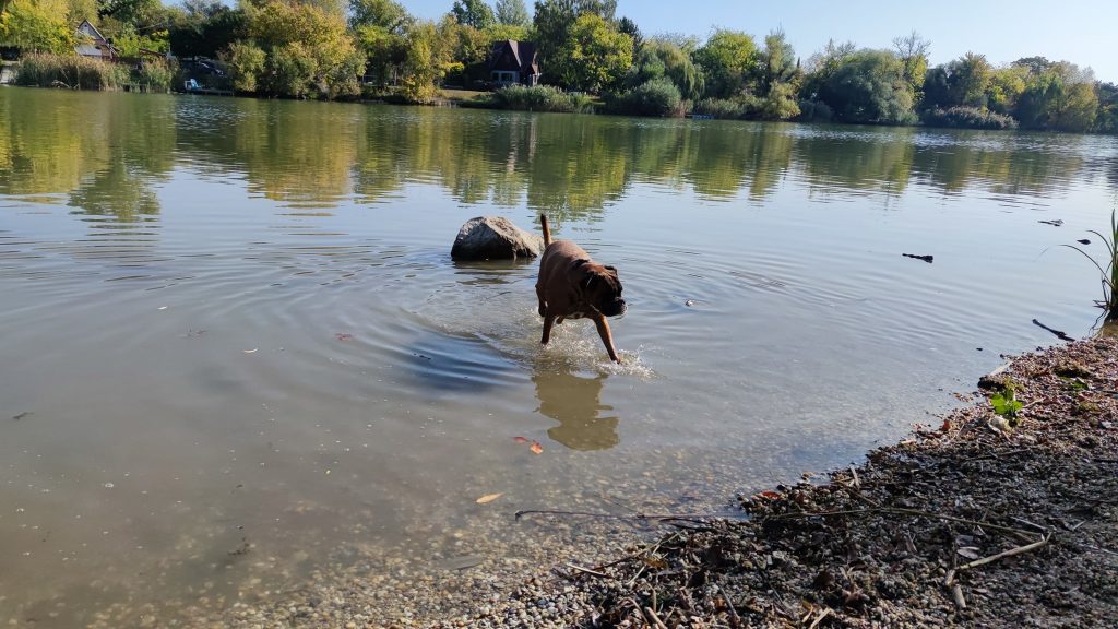 TOP 5 kutyás strand Budapest közelében, ahol kutyusod is kedvére pancsolhat