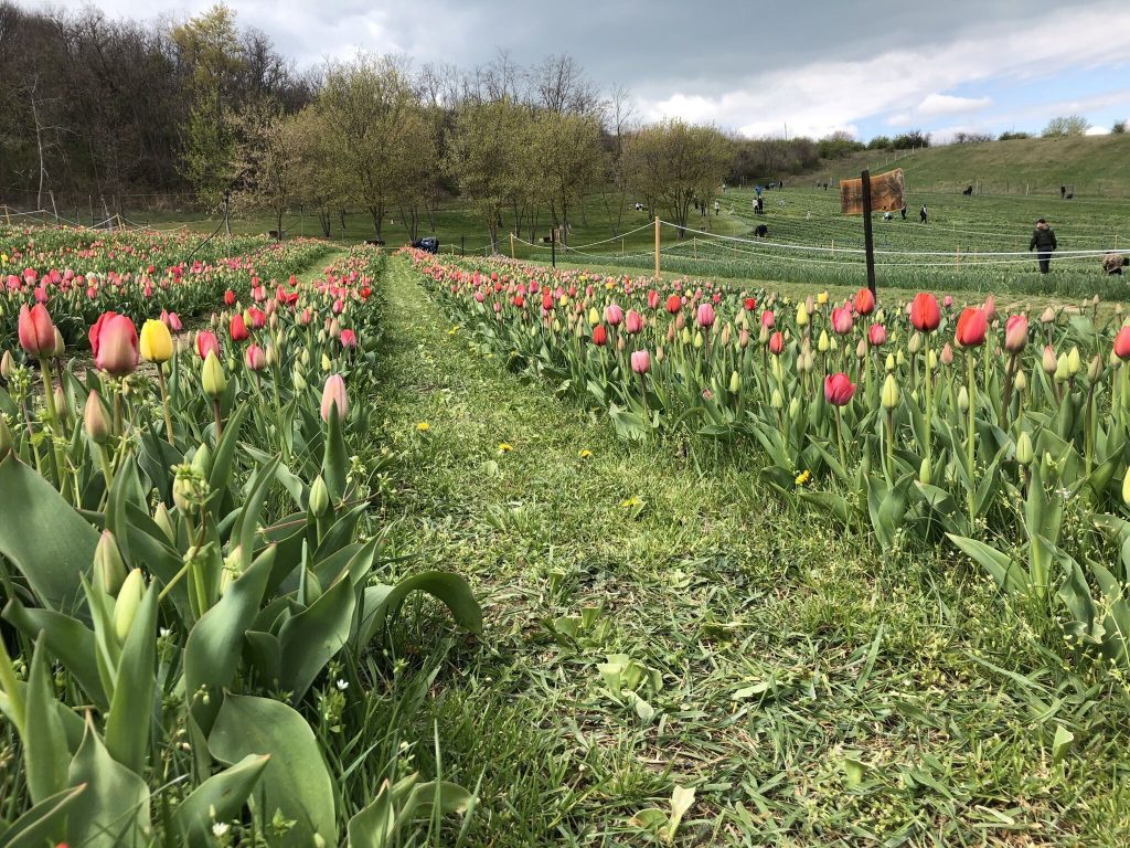 Indul a tulipánszüret - 10 magyar tulipánmező