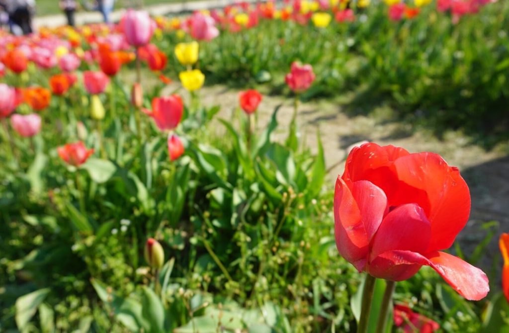 Indul a tulipánszüret - 10 magyar tulipánmező