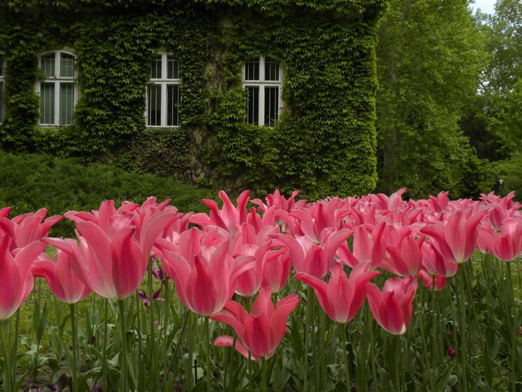 15 különleges virágoskert hazánkban, amit érdemes tavasszal meglátogatnotok!