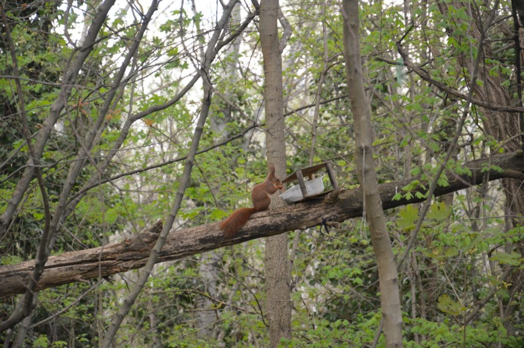 Mókaliget – Íme Budapest első mókus- és madárparkja
