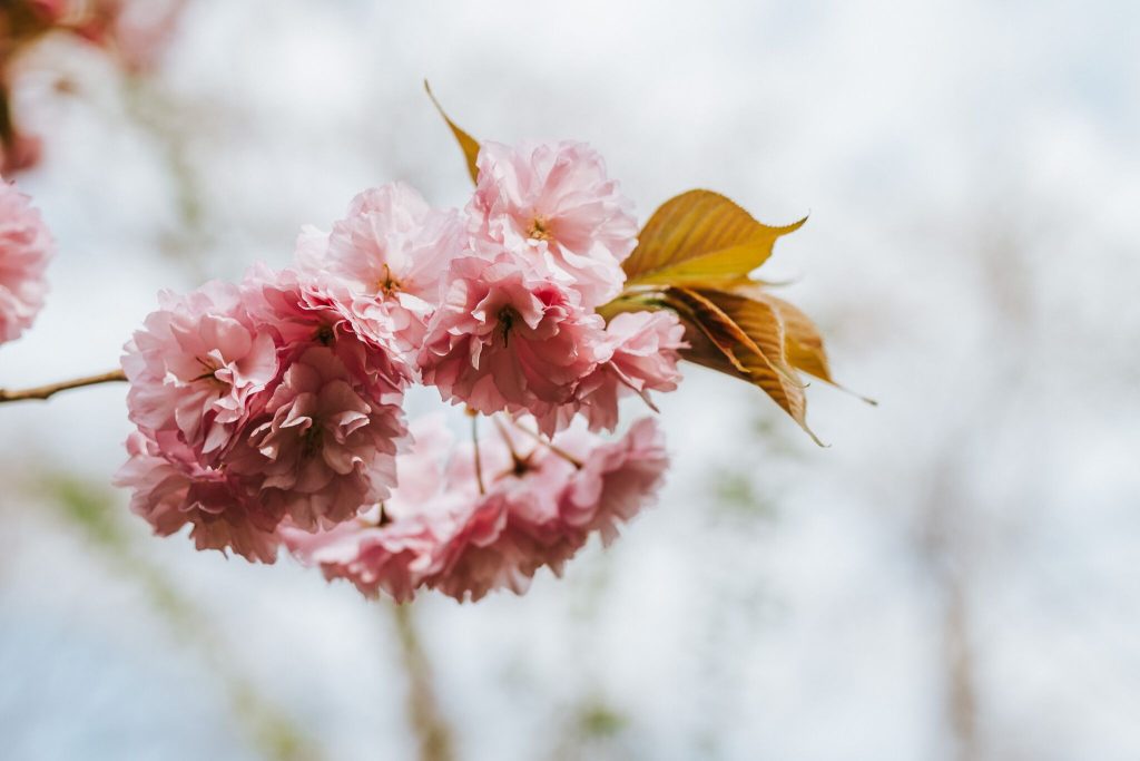 Sakura ünnep Budapesten – Ugorj fejest a rózsaszín virágtengerbe!