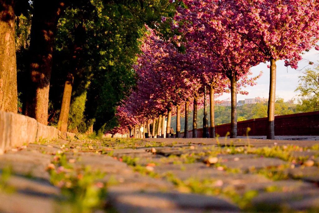 5 tavaszi program Budapesten – vidám, virágos élmények nyomában