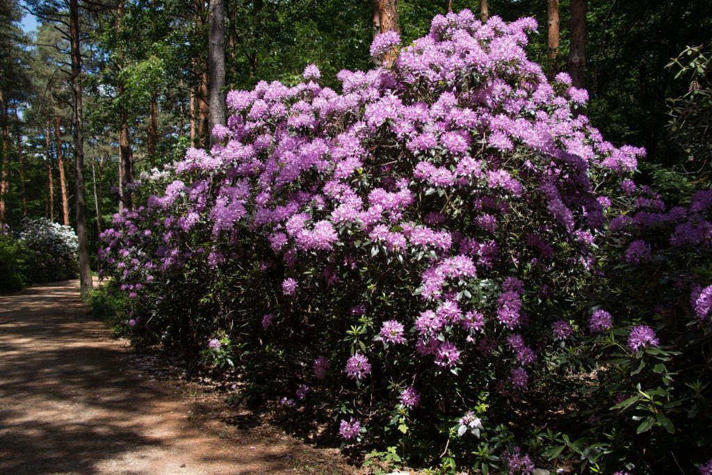 Rododendronvirágzás a Jeli Varázskertben – Több ezer havasszépe bont szirmot májusban