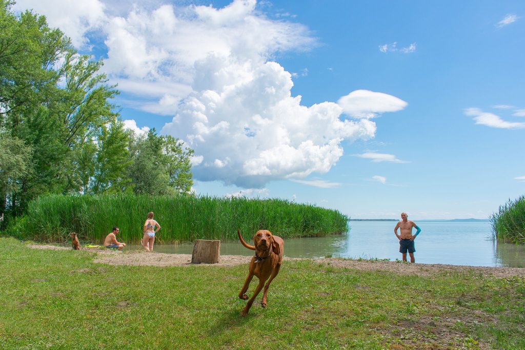 Ezekre figyelj oda, ha kutyával utazol nyaralni – kutyás strand- és szállás tippekkel