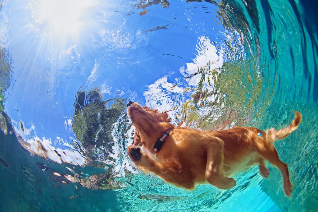 Ezekre figyelj oda, ha kutyával utazol nyaralni – kutyás strand- és szállás tippekkel