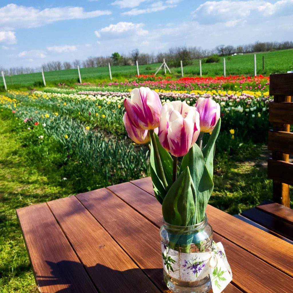 Ugorj fejest a tavaszba - hamarosan indul a tulipánszüret az országban