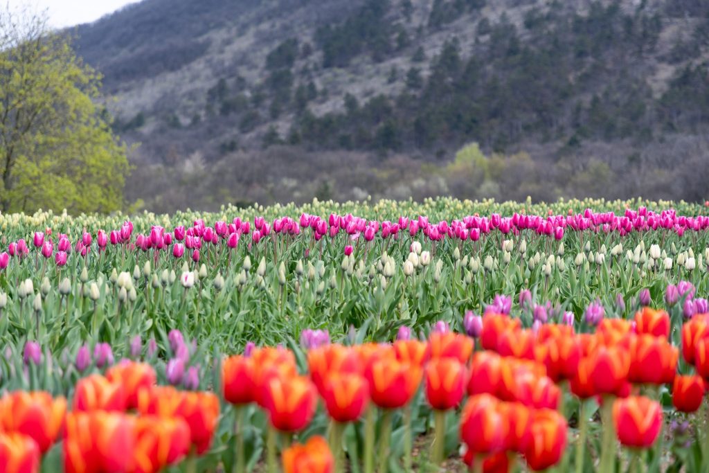 Ugorj fejest a tavaszba - hamarosan indul a tulipánszüret az országban