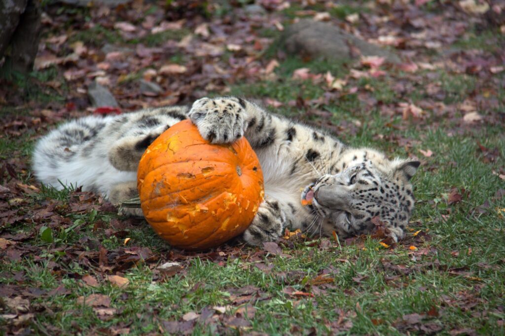 Őszi programok gyerekekkel – 5 úti cél, ahol tökfaragás és halloweeni bulik várnak