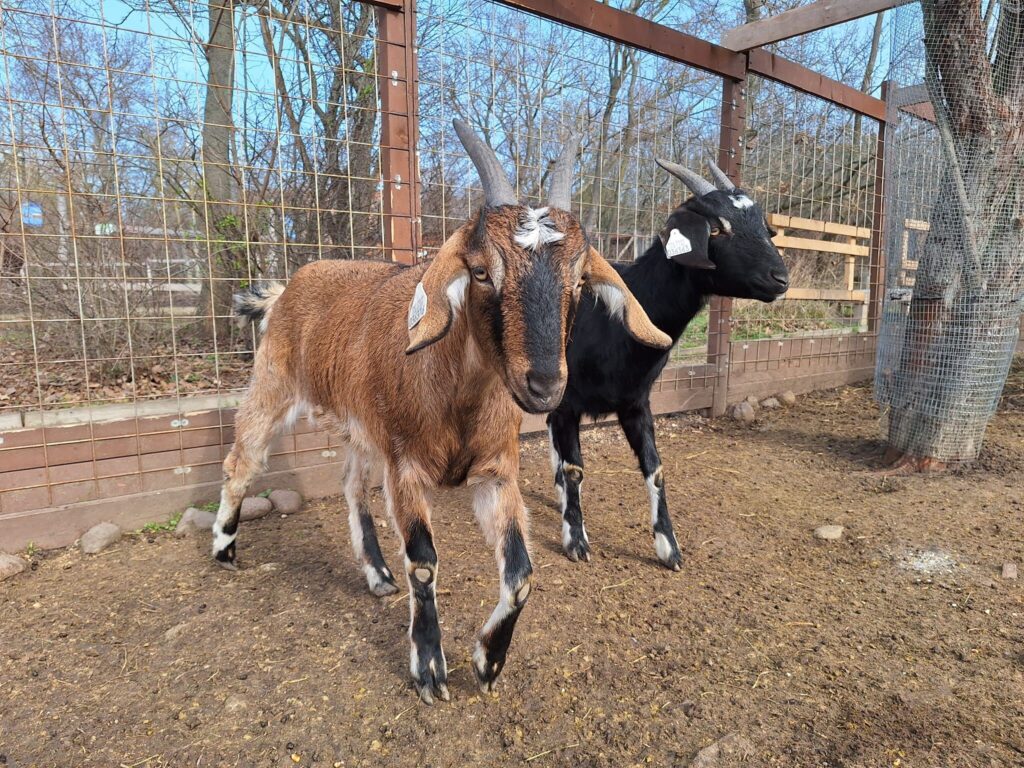 Ez Szentendre: kisváros nagy történetekkel, príma lángossal, 10.000 macskakővel
