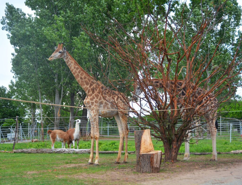 Vadon a város közelében – Ezért különleges élmény a Richter Safari Park