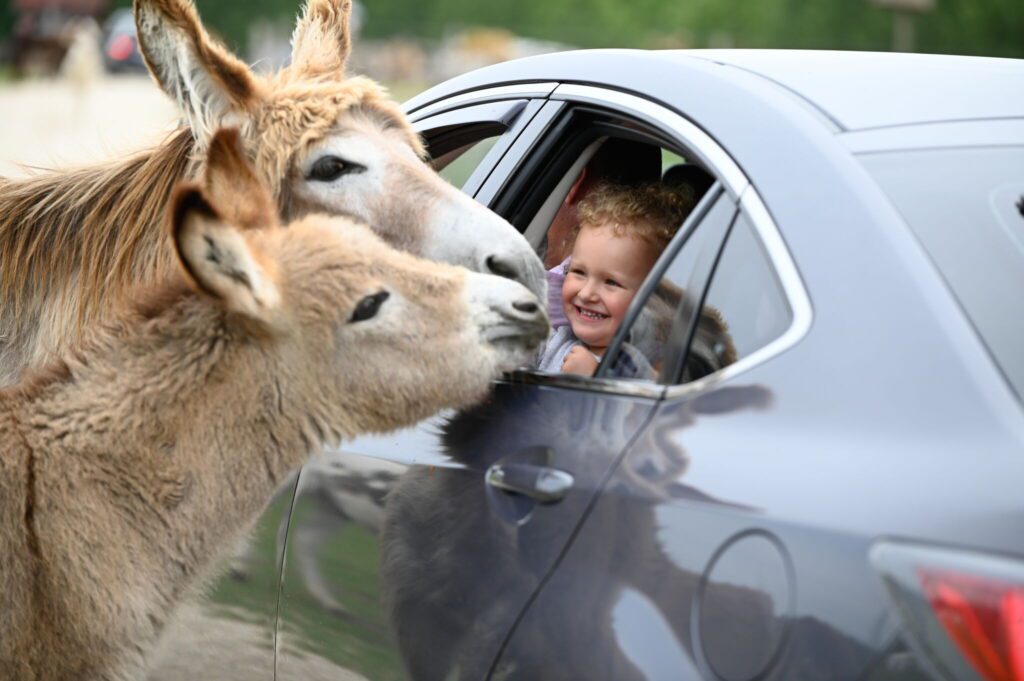 Vadon a város közelében – Ezért különleges élmény a Richter Safari Park