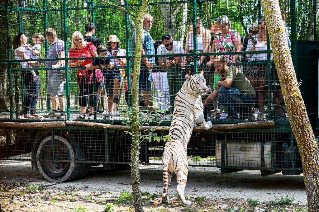 Vadon a város közelében – Ezért különleges élmény a Richter Safari Park