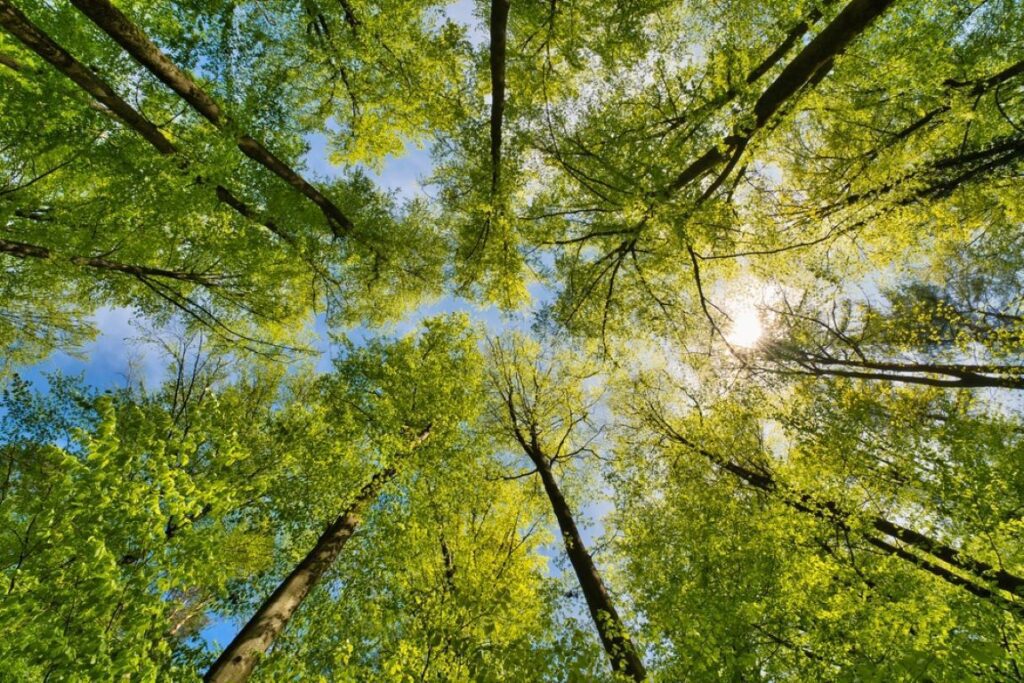 Száraz lábbal a víz fölött – Top 8 ártéri tanösvény, amin végig kell menned