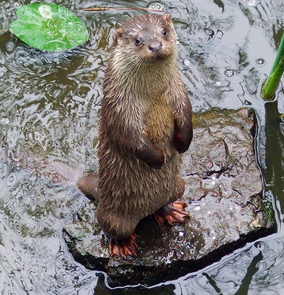 Petesmalmi Vidrapark, Lábod legszebb természeti látnivalója