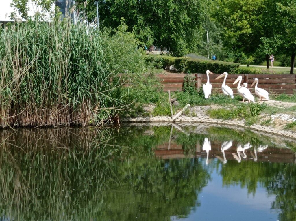 Tisza-tavi Ökocentrum látnivalók és hasznos tippek: Magyarország legnagyobb édesvízi akváriuma és élményparkja