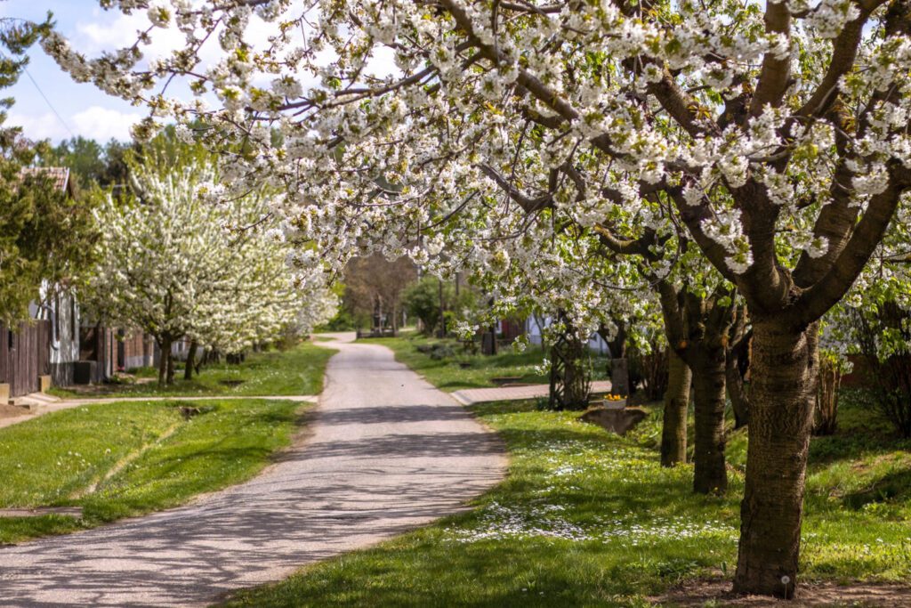 Nagykörűi lombkoronasétány és lombház - Bakancslistás hely a Tisza mellett