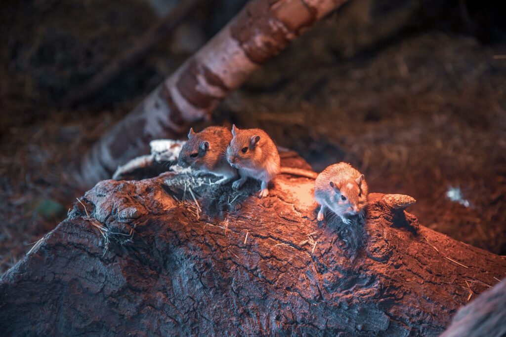 Egy állati izgalmas kaland – Állatkertek éjszakája 2025